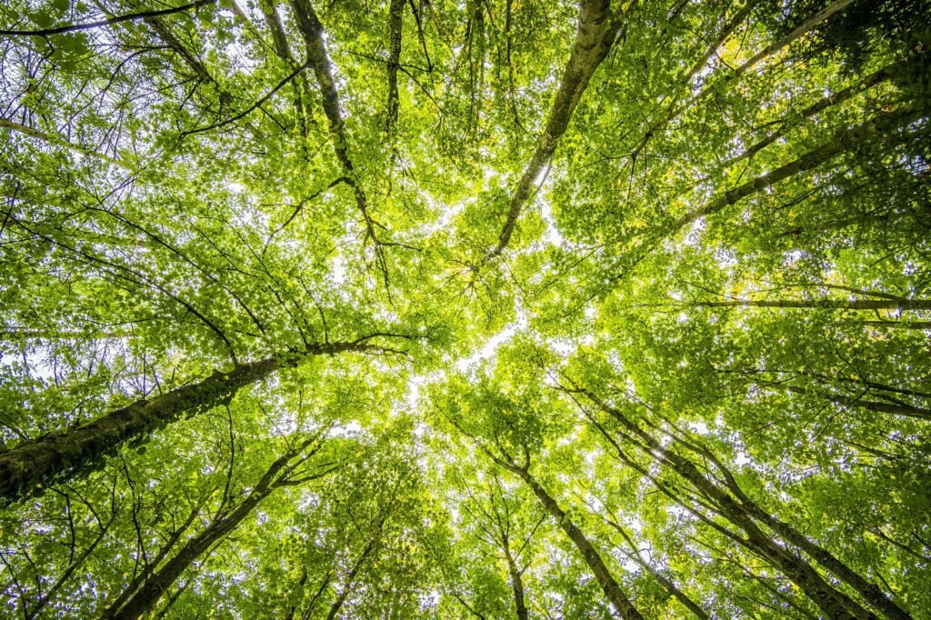 Sustainable Chemical Solution